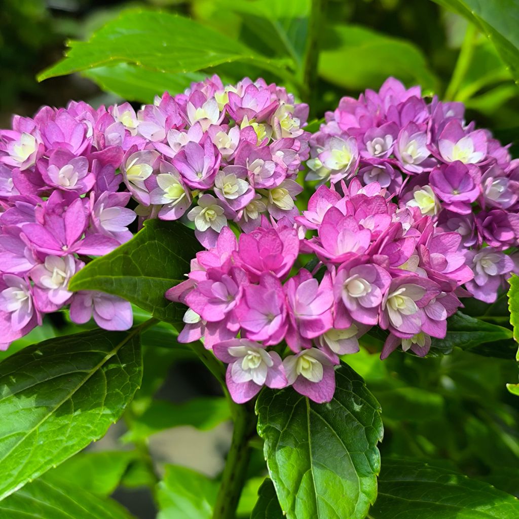 Hydrangea macrophylla You and Me Together