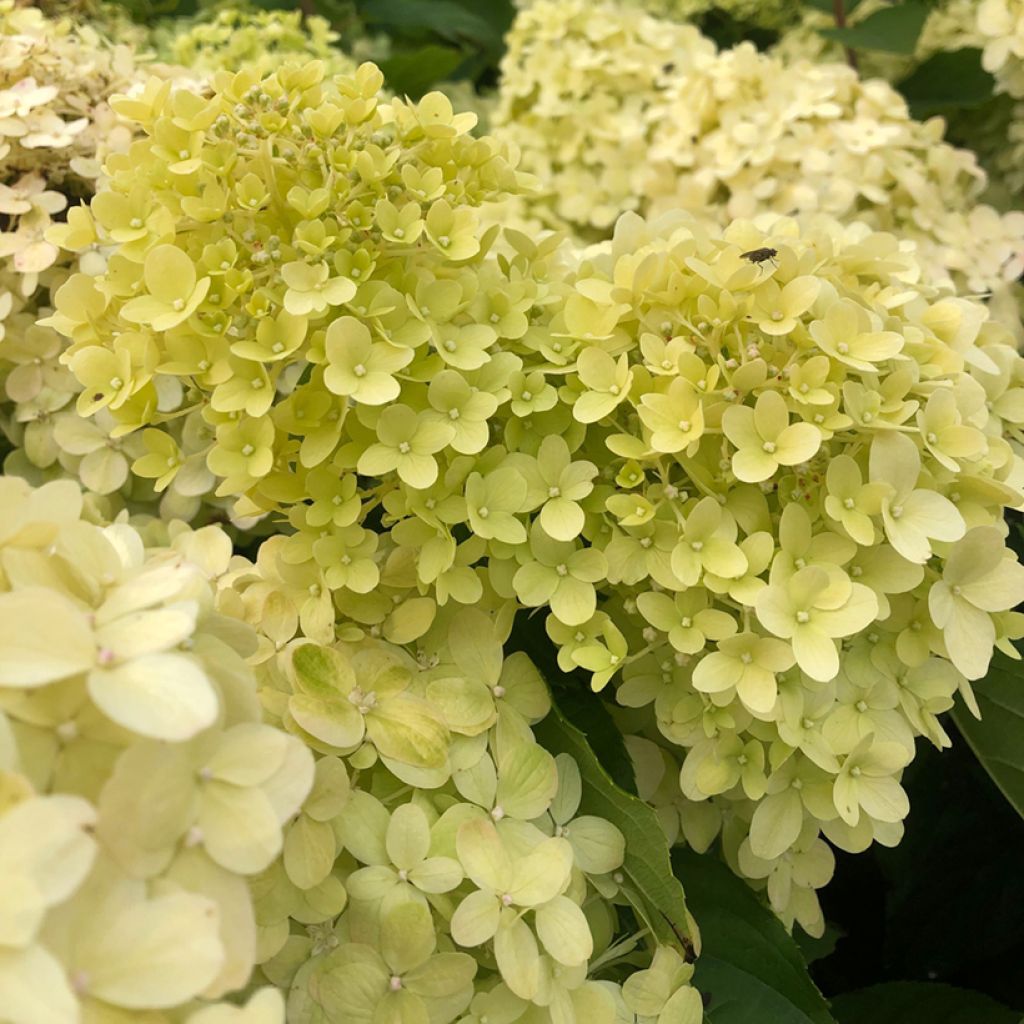 Hydrangea paniculata Limelight