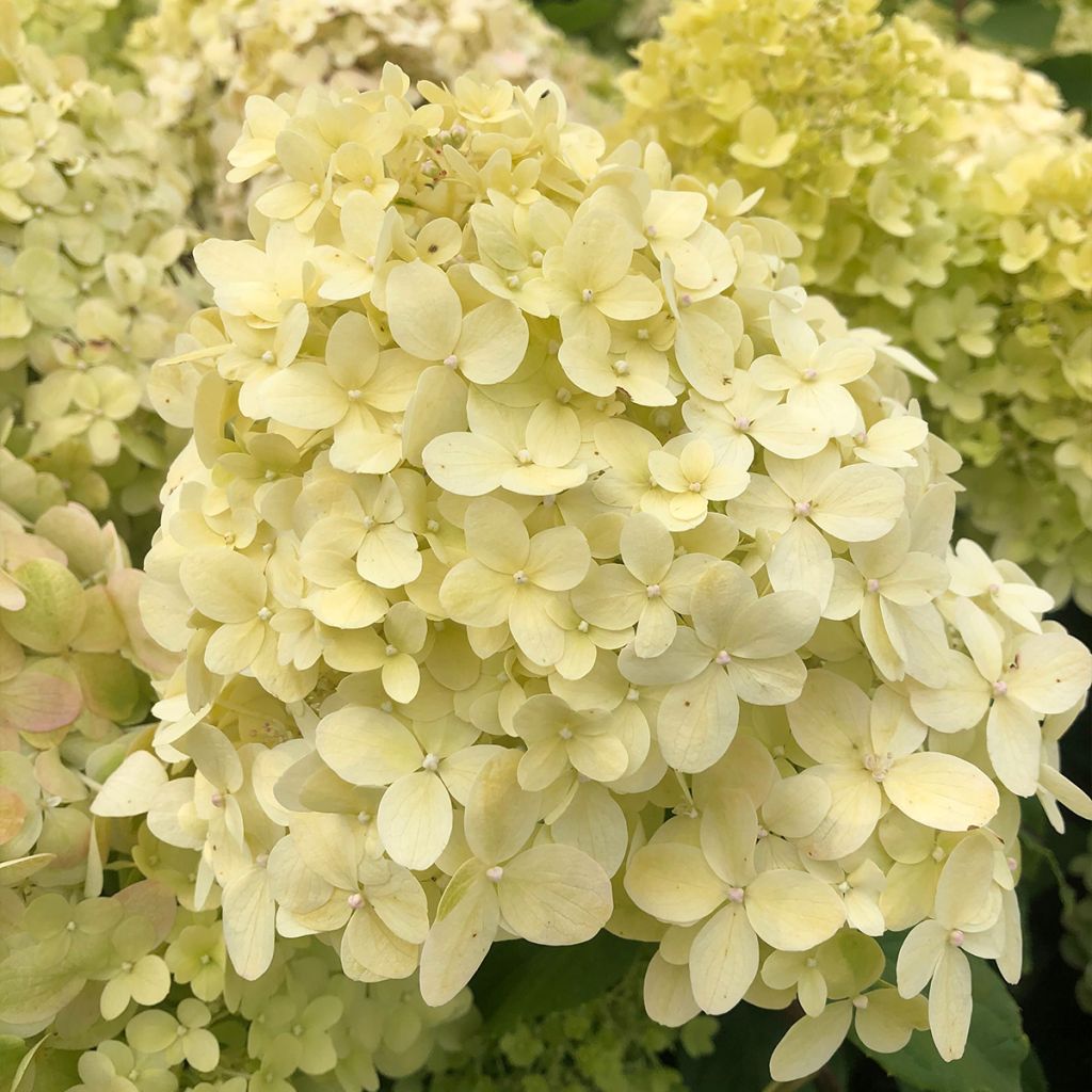 Hydrangea paniculata Limelight