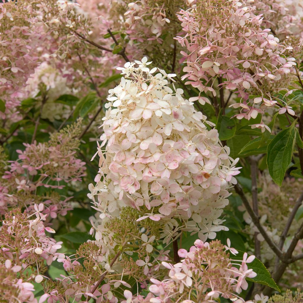 Hydrangea paniculata Pink Diamond