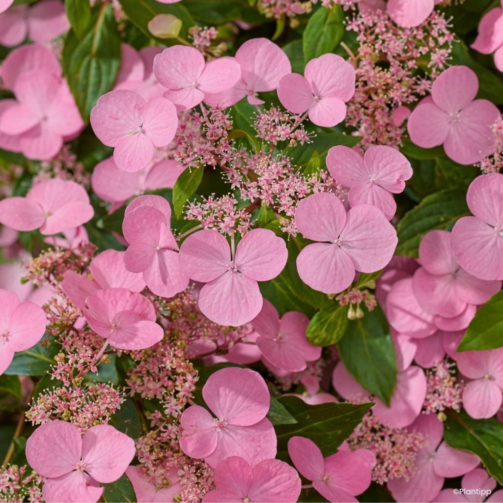 Hydrangea scandens '22b30', First Love® - Hortensia sarmenteux First Love