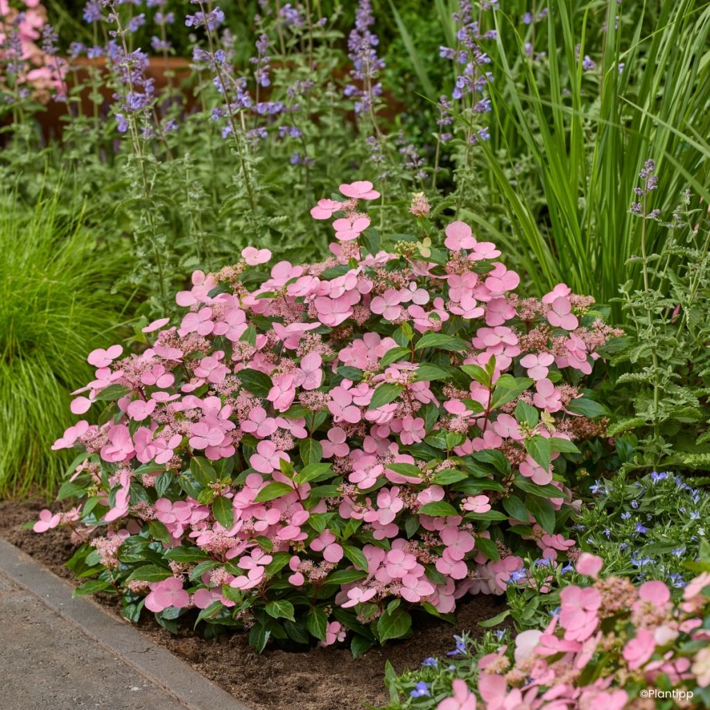 Hydrangea scandens '22b30', First Love® - Hortensia sarmenteux First Love