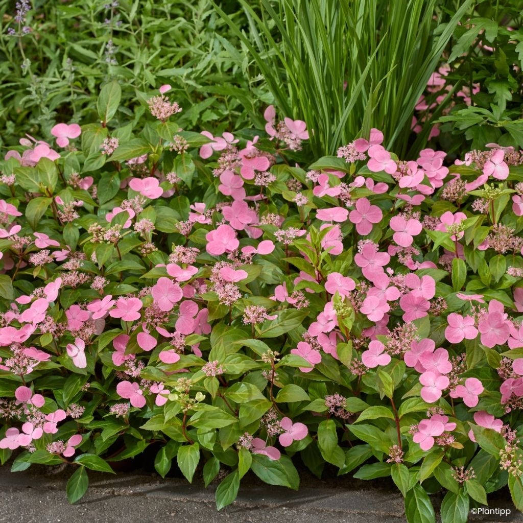 Hydrangea scandens '22b30', First Love® - Hortensia sarmenteux First Love