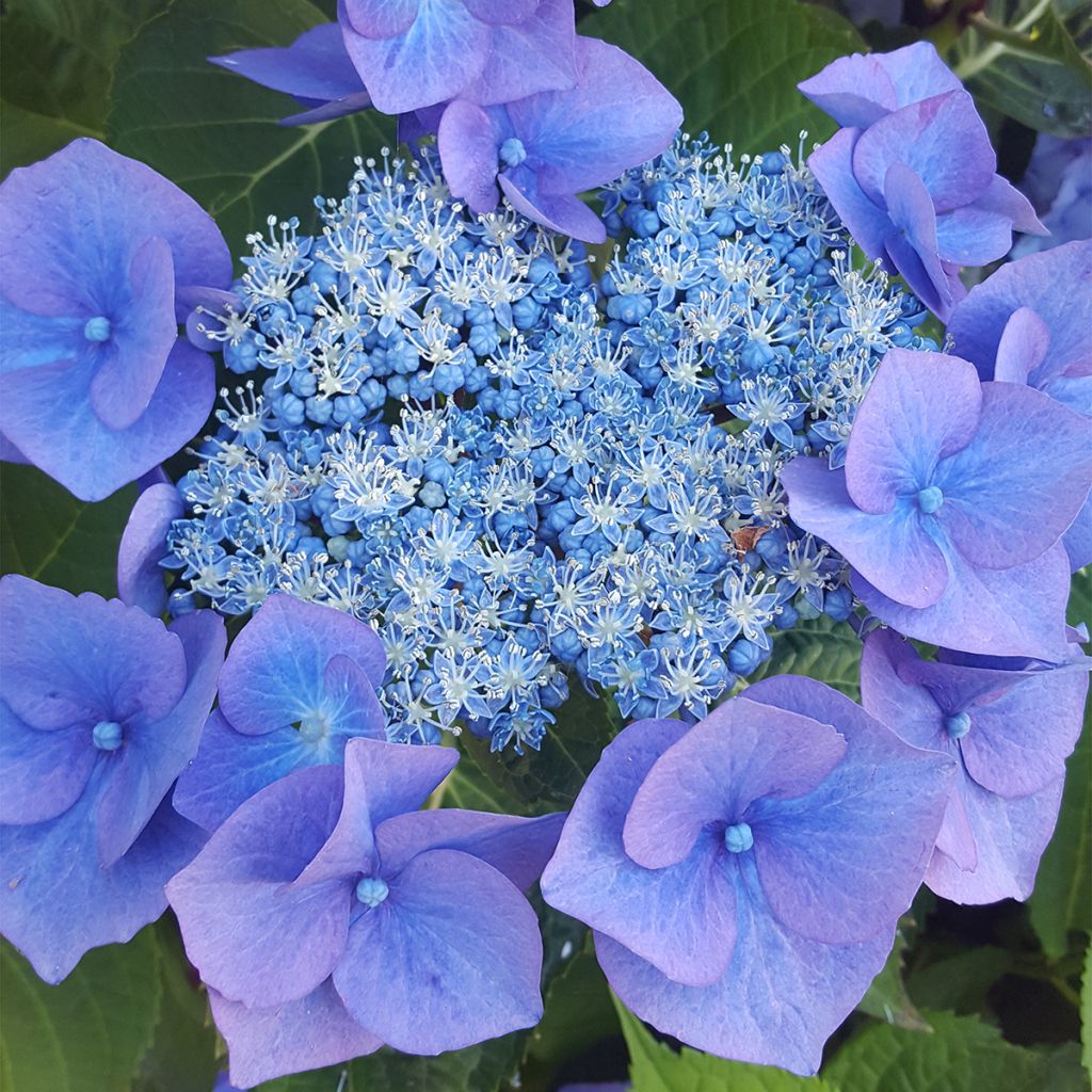 Hydrangea serrata Blue Bird - Mountain Hydrangea