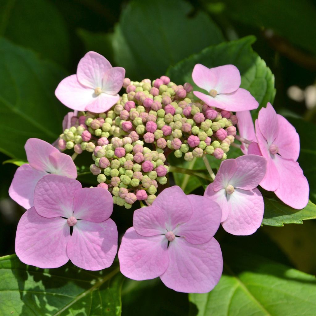 Hydrangea serrata Blue Bird - Mountain Hydrangea