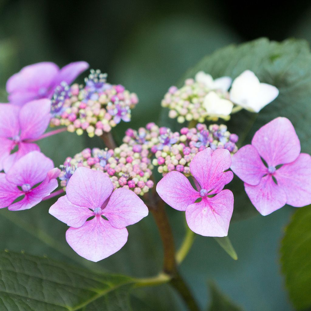 Hydrangea serrata Blue Deckle - Mountain Hydrangea