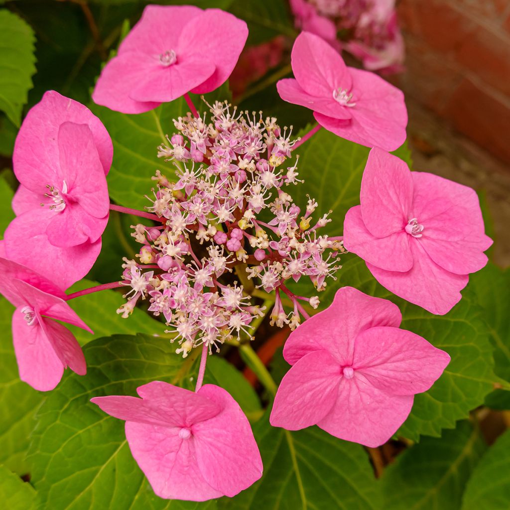 Hydrangea serrata Cotton Candy - Mountain Hydrangea