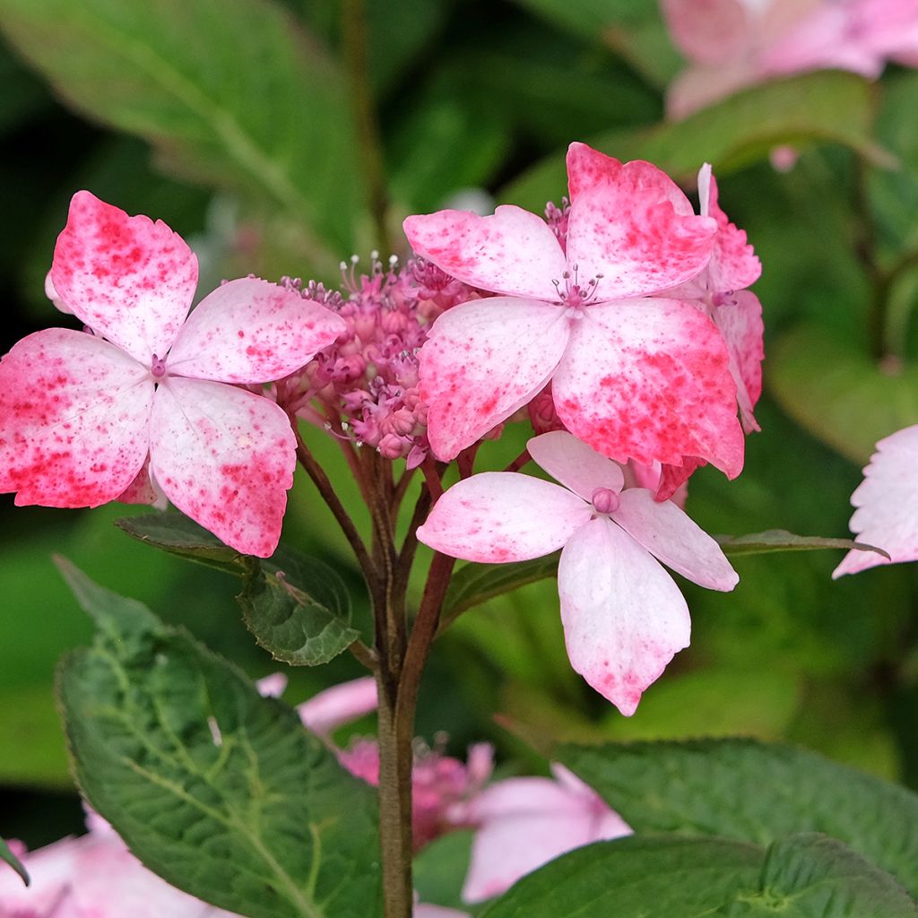 Hydrangea serrata Grayswood - Mountain Hydrangea