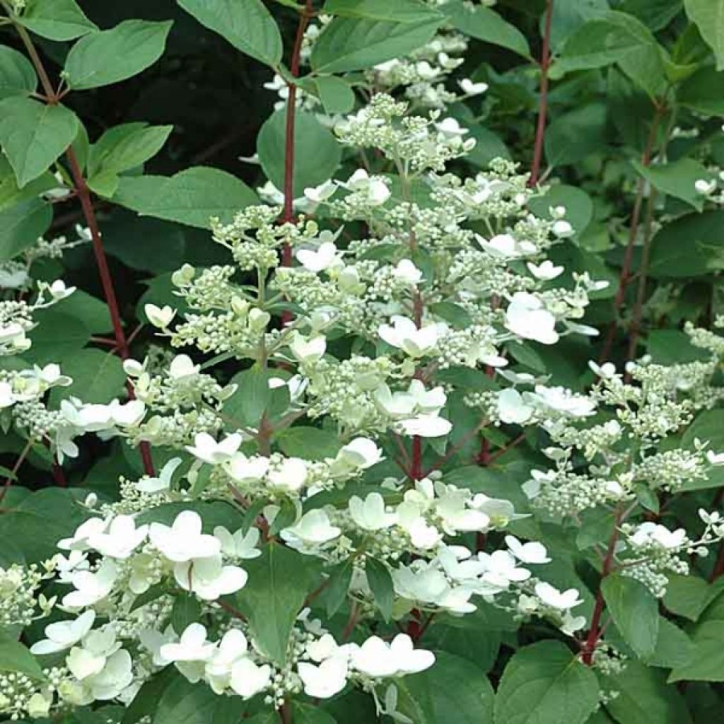 Hydrangea paniculata Wims Red