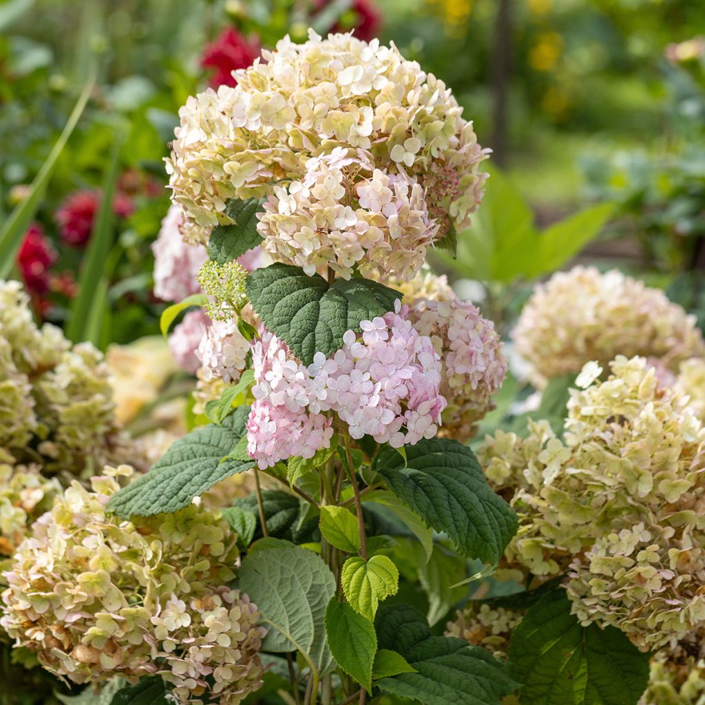 Hydrangea arborescens Candybelle Bubblegum