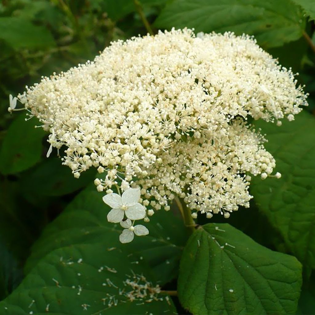 Hydrangea arborescens Hills of Snow