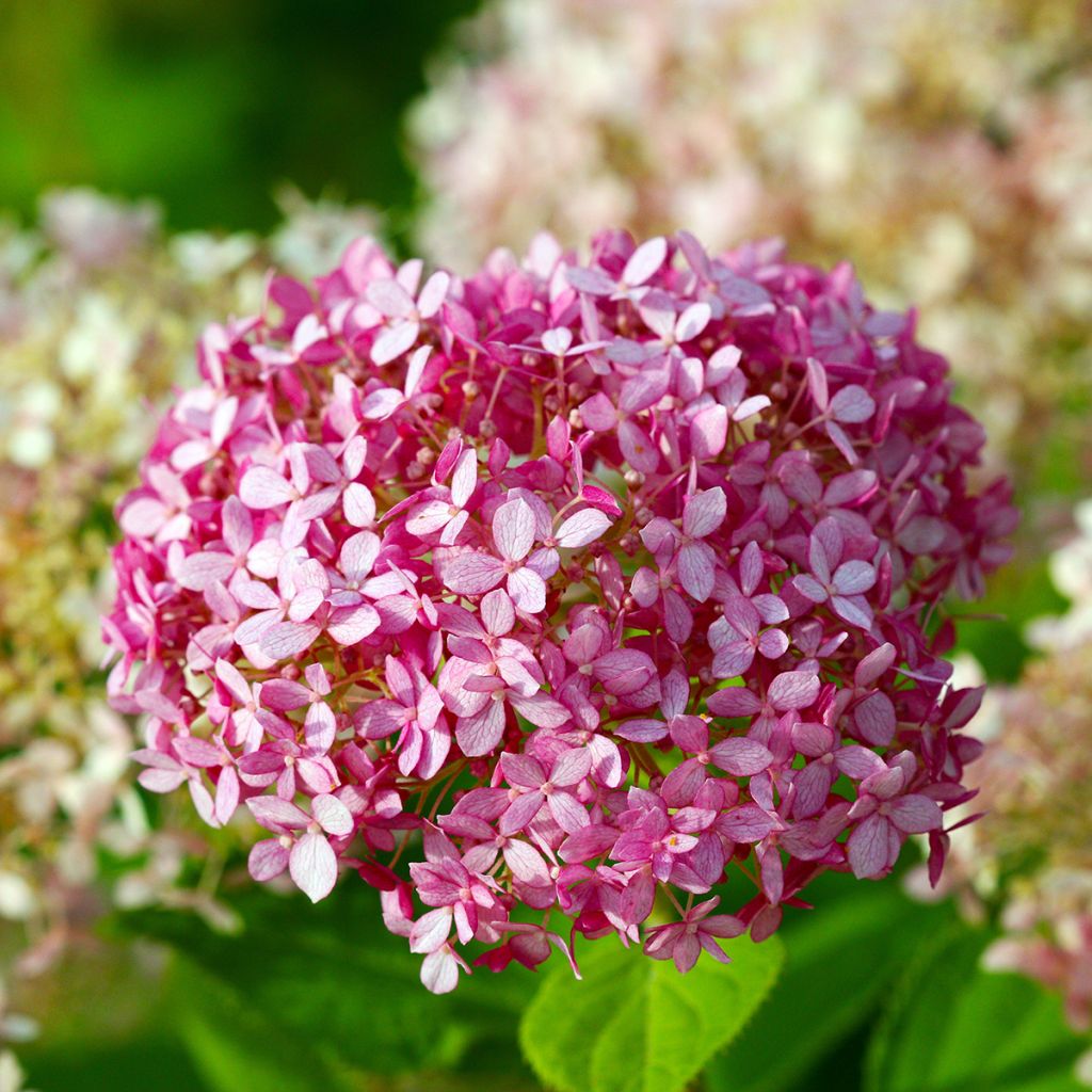 Hydrangea arborescens Pink Annabelle - Invicibelle