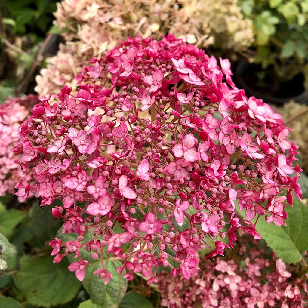 Hydrangea arborescens Sweet Annabelle