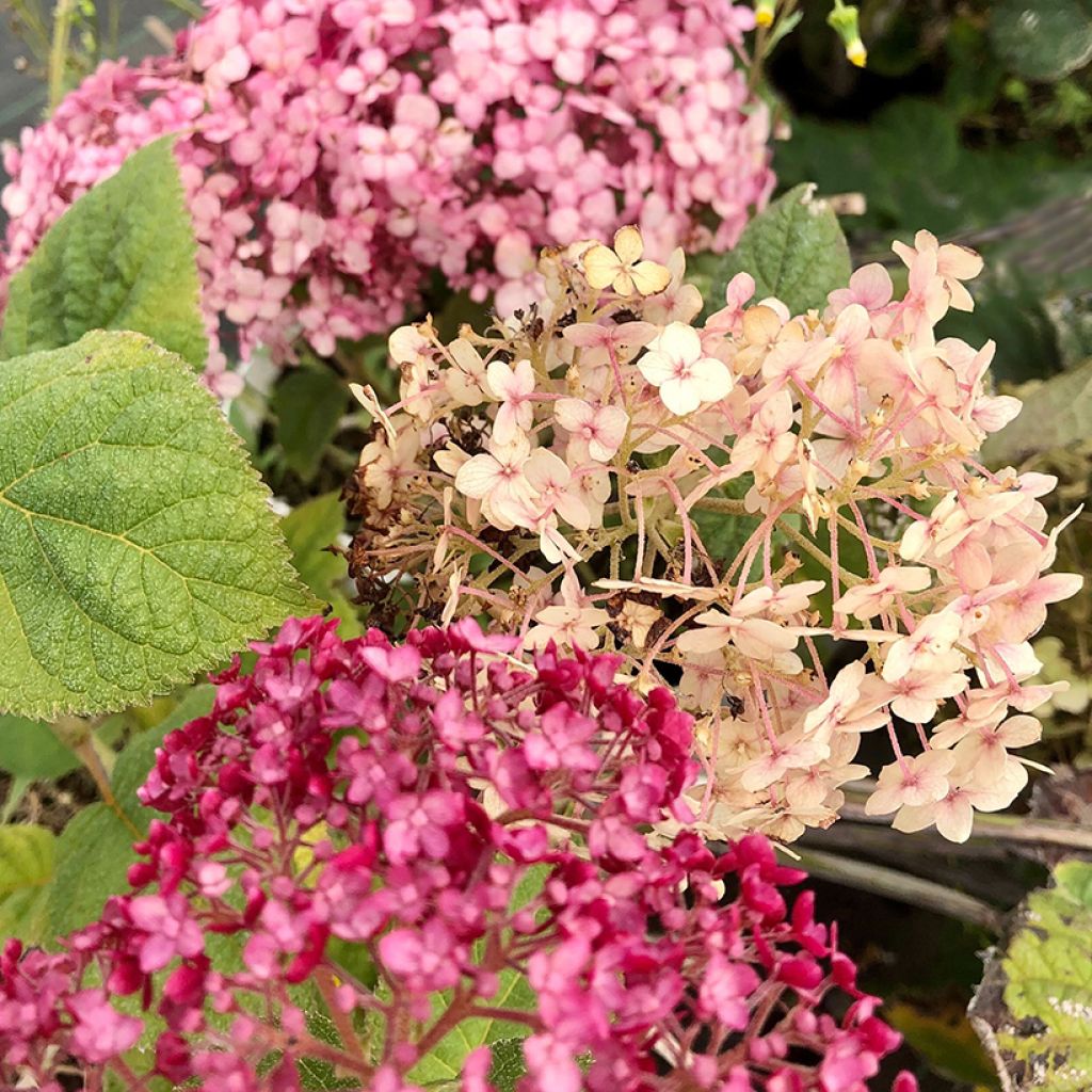 Hydrangea arborescens Sweet Annabelle