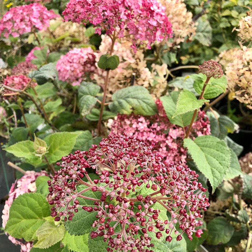 Hydrangea arborescens Sweet Annabelle