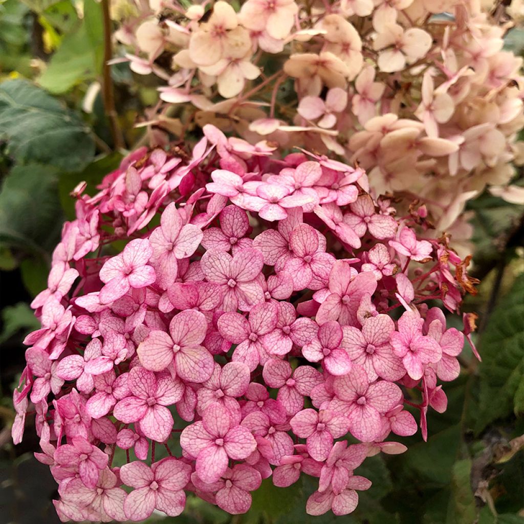 Hydrangea arborescens Sweet Annabelle