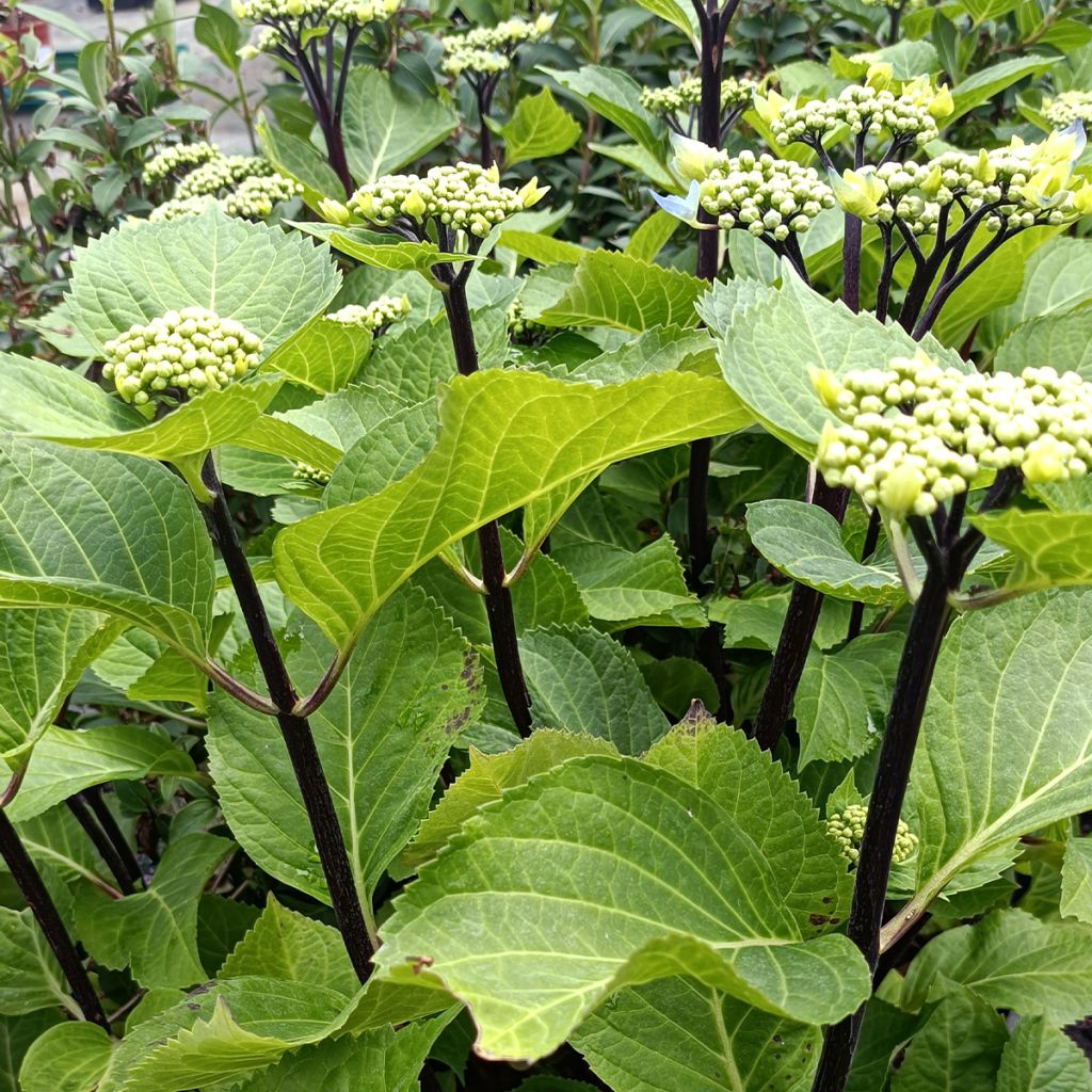 Hydrangea macrophylla Zorro bleu