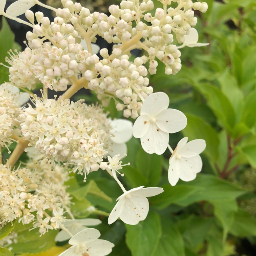 Hydrangea paniculata Kyushu
