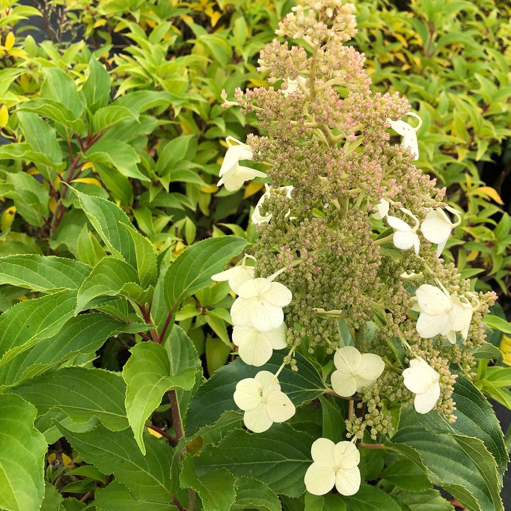 Hydrangea paniculata Kyushu