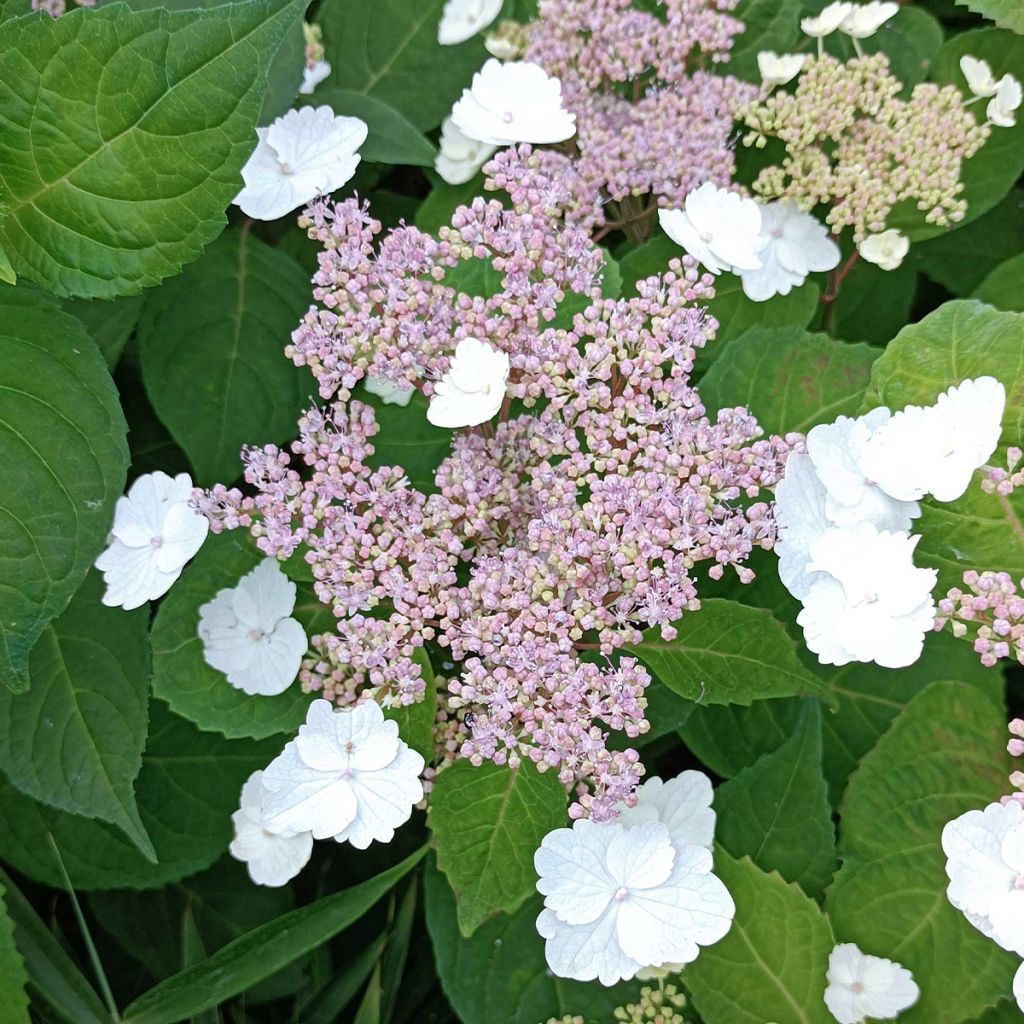 Hydrangea serrata Intermedia - Mountain Hydrangea