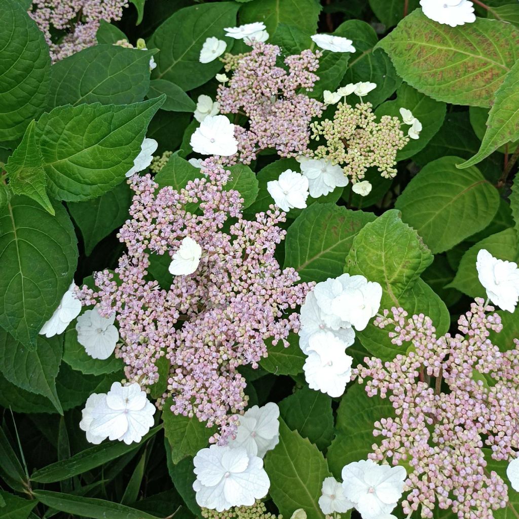 Hydrangea serrata Intermedia - Mountain Hydrangea