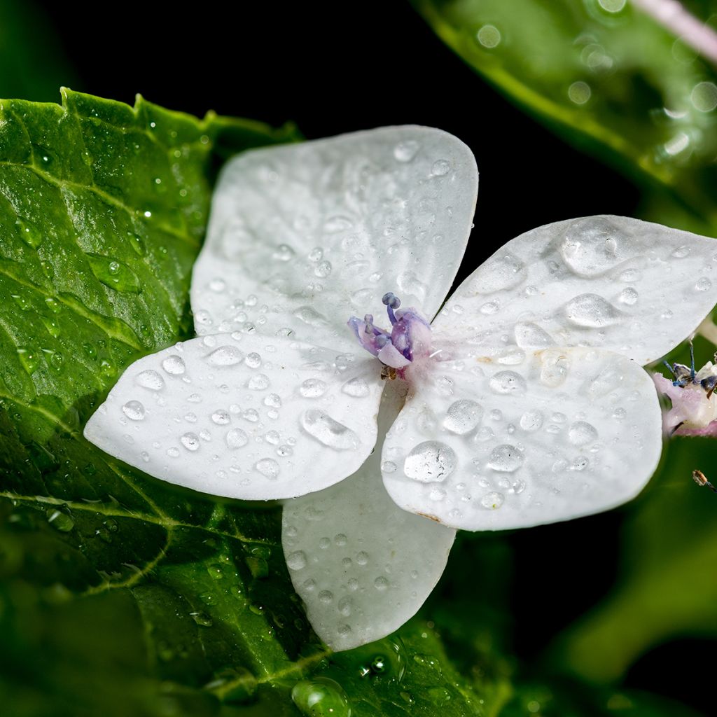 Hydrangea macrophylla Lanarth White