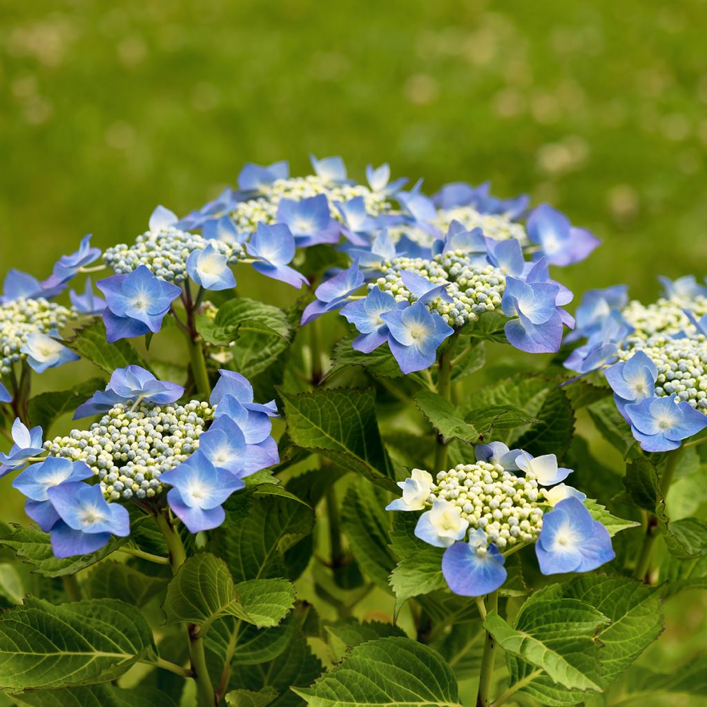 Hydrangea macrophylla Teller Blue