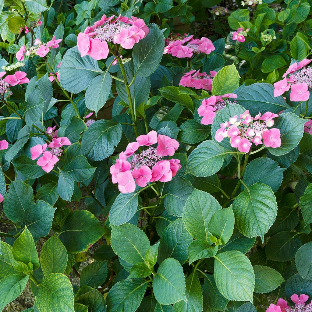 Hydrangea macrophylla Teller Red