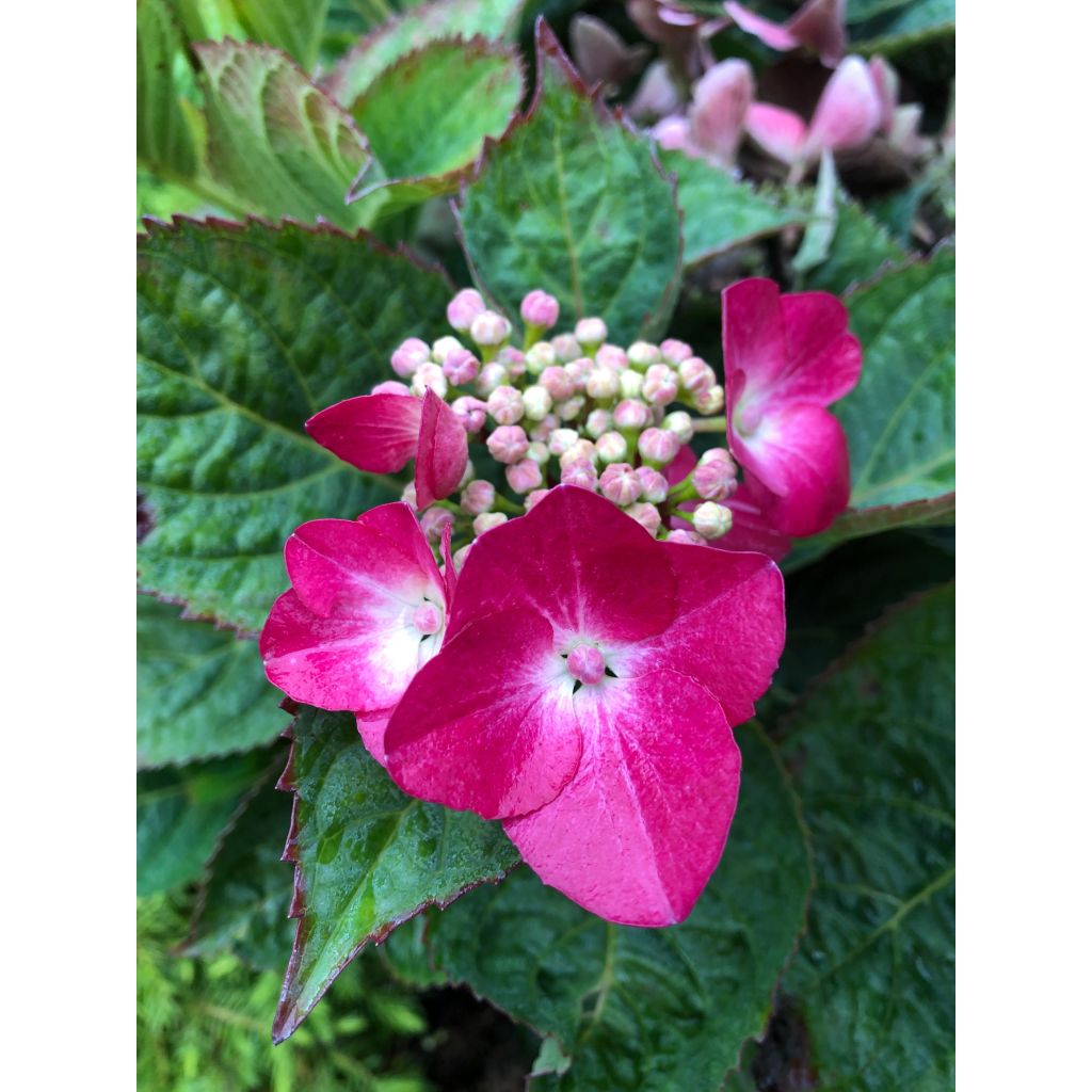 Hydrangea macrophylla Teller Red