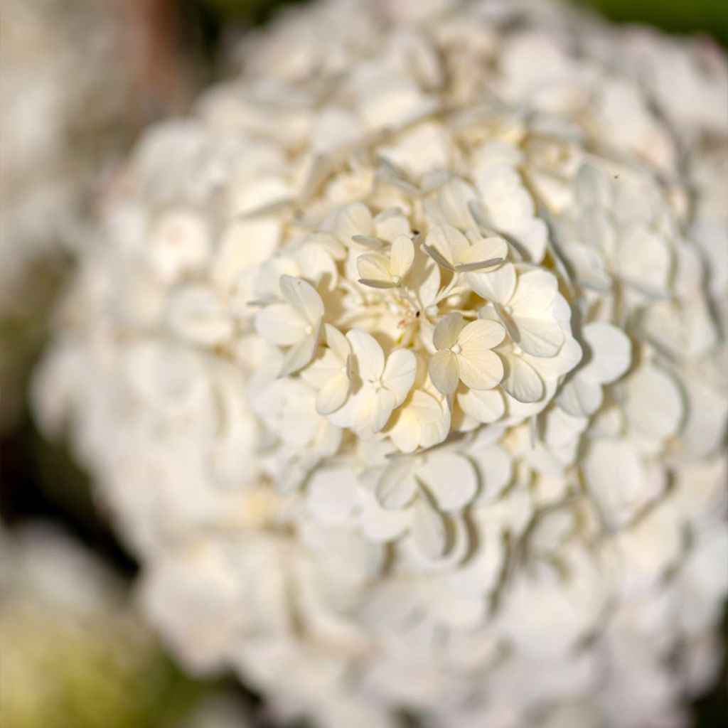 Hydrangea paniculata Polar Bear