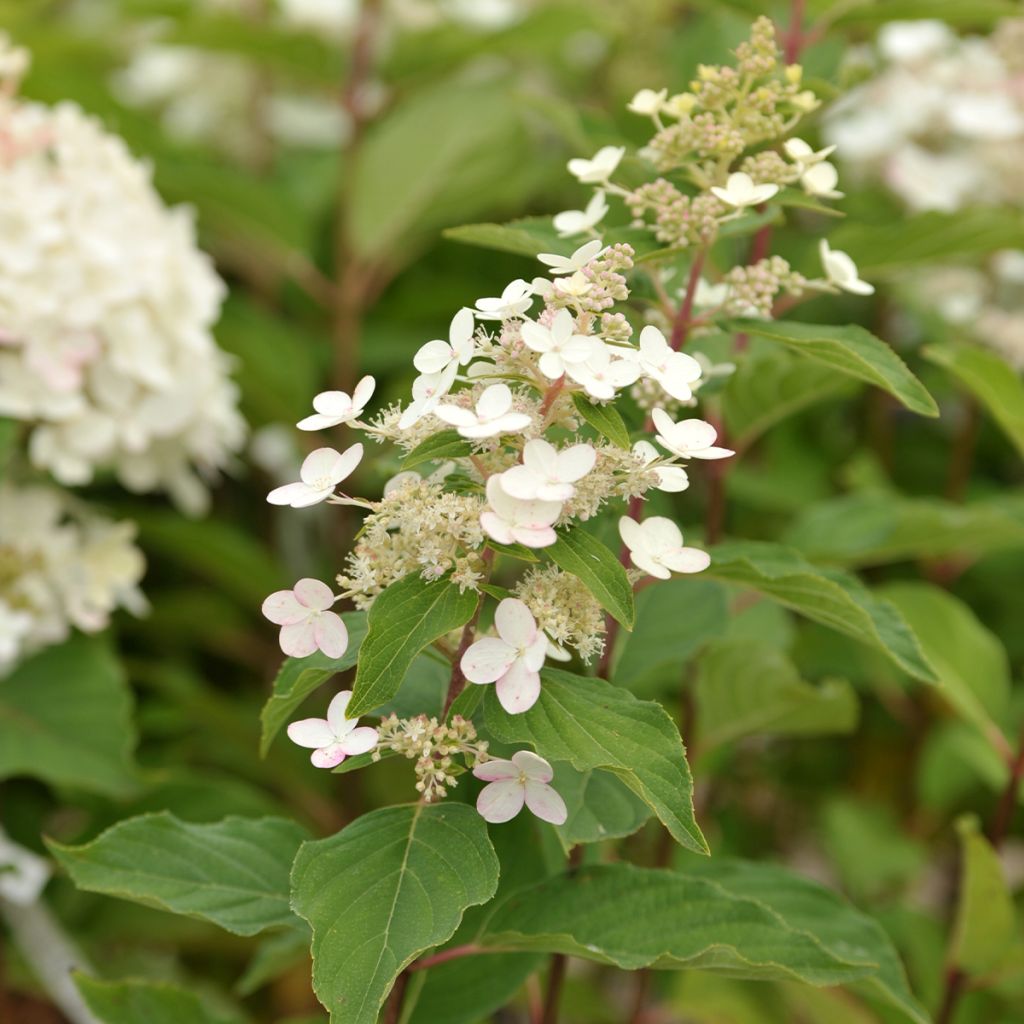 Hydrangea paniculata Tardiva