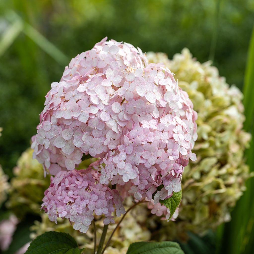Hydrangea arborescens Stand up Pink 