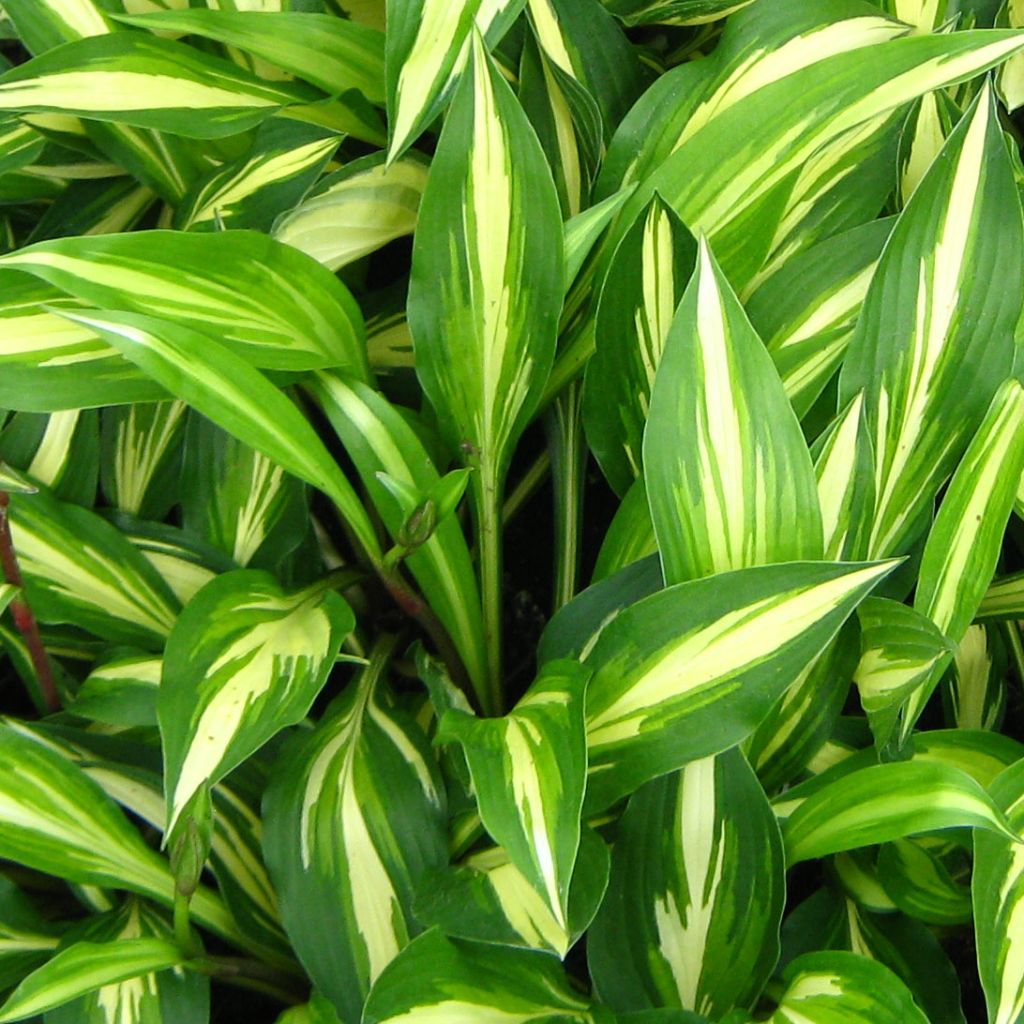 Hosta Cherry Berry