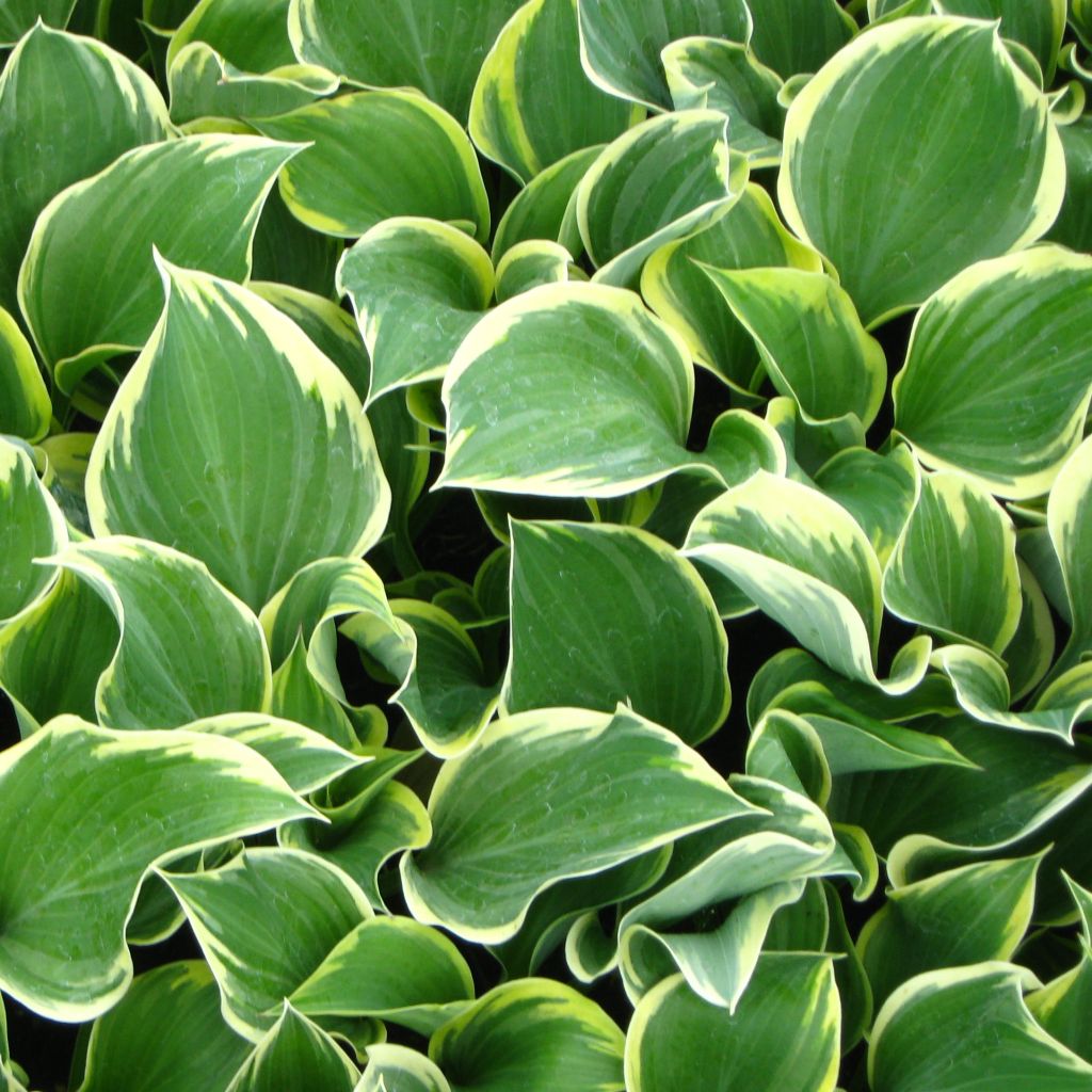 Hosta Cliffords Forest Fire