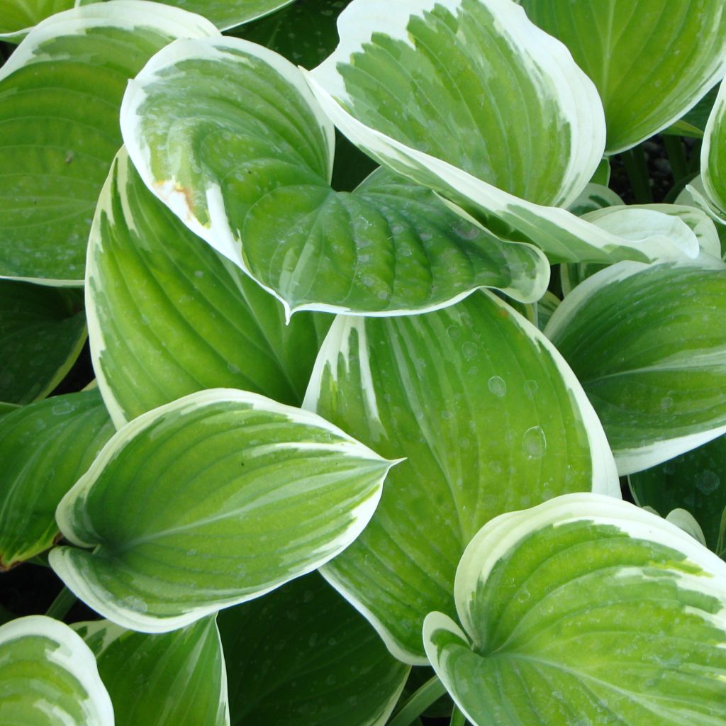 Hosta Cliffords Forest Fire