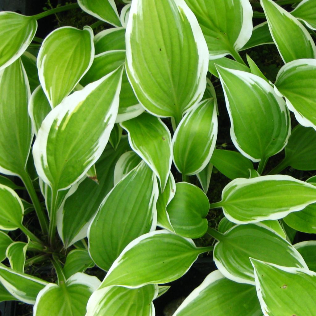 Hosta Emily Dickinson
