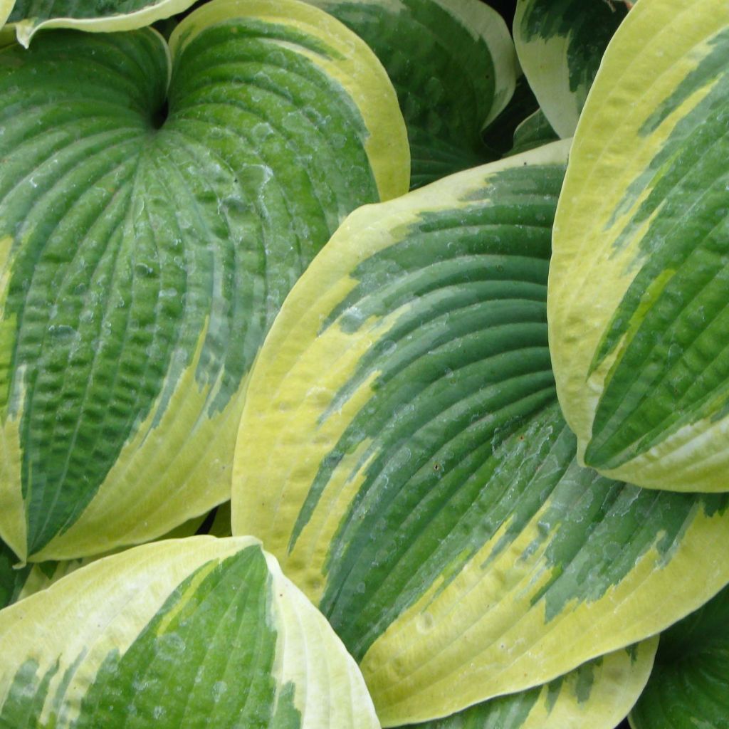 Hosta Robert Frost