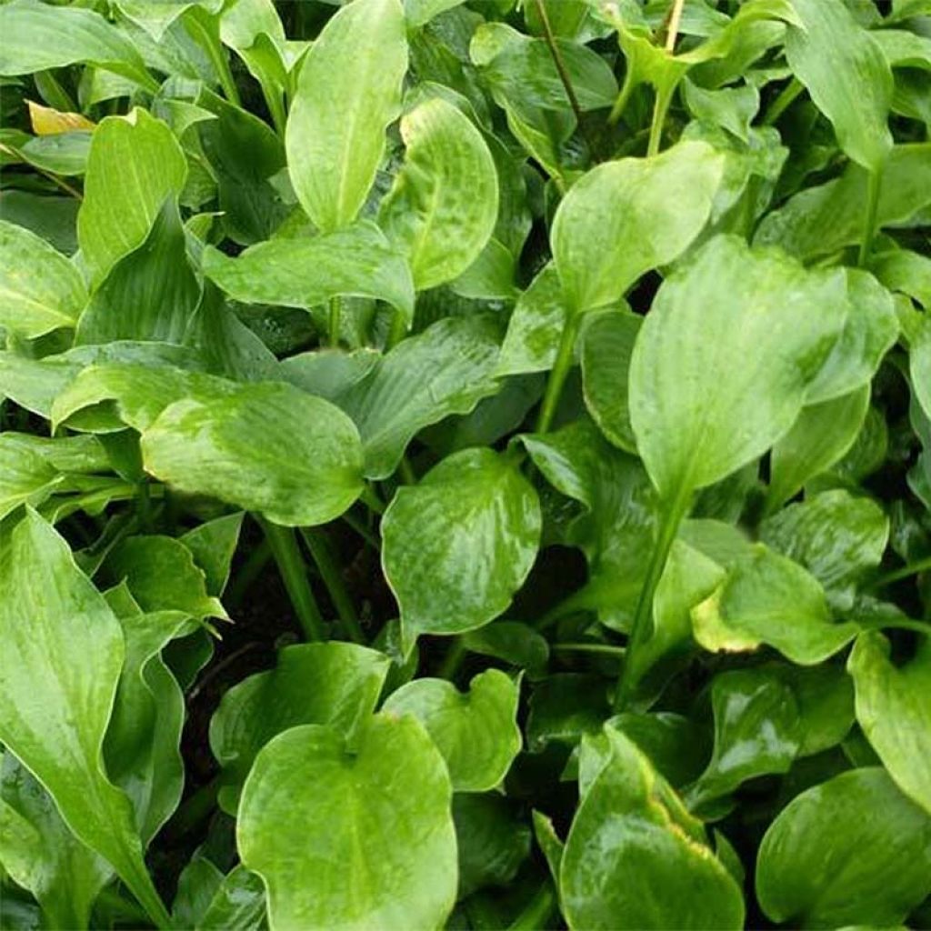 Hosta  Tall Boy