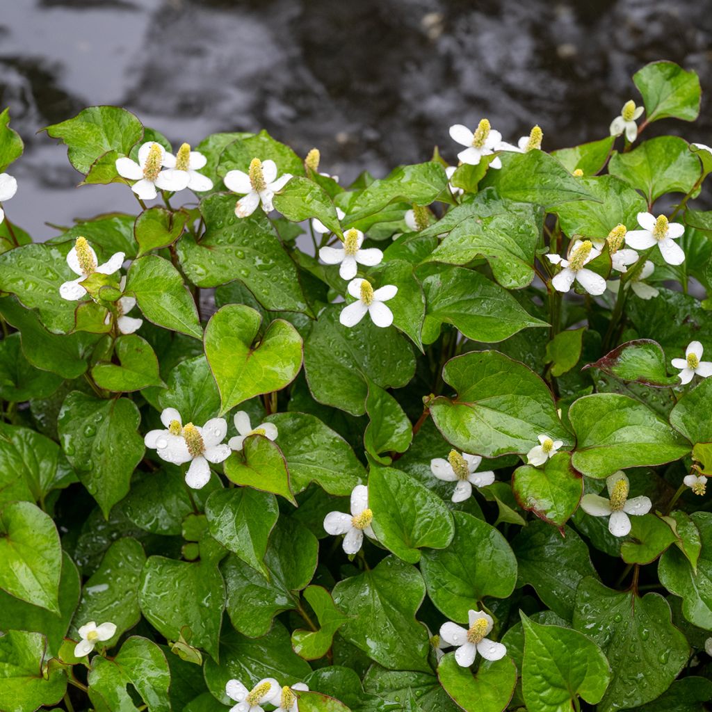 Houttuynia cordata 