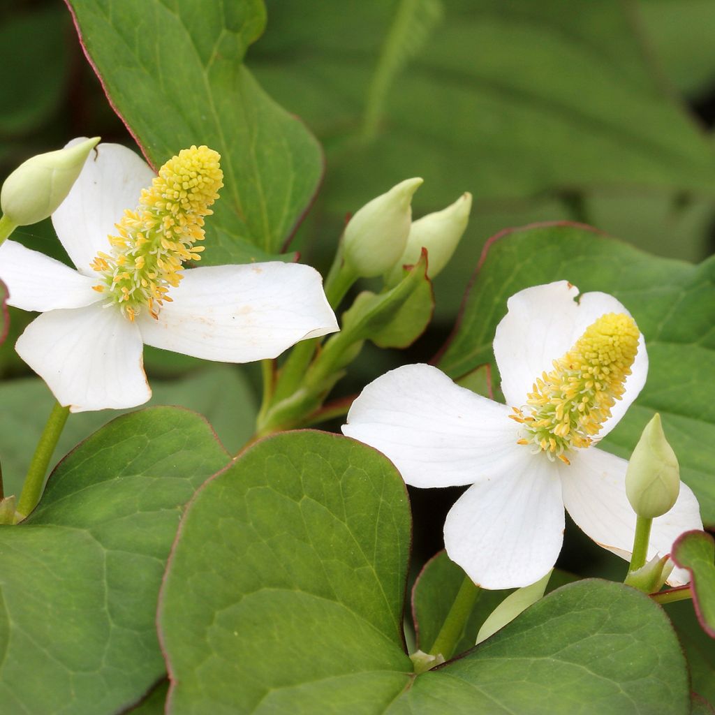 Houttuynia cordata 
