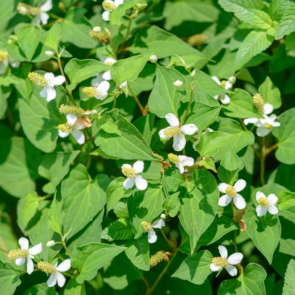 Houttuynia cordata 