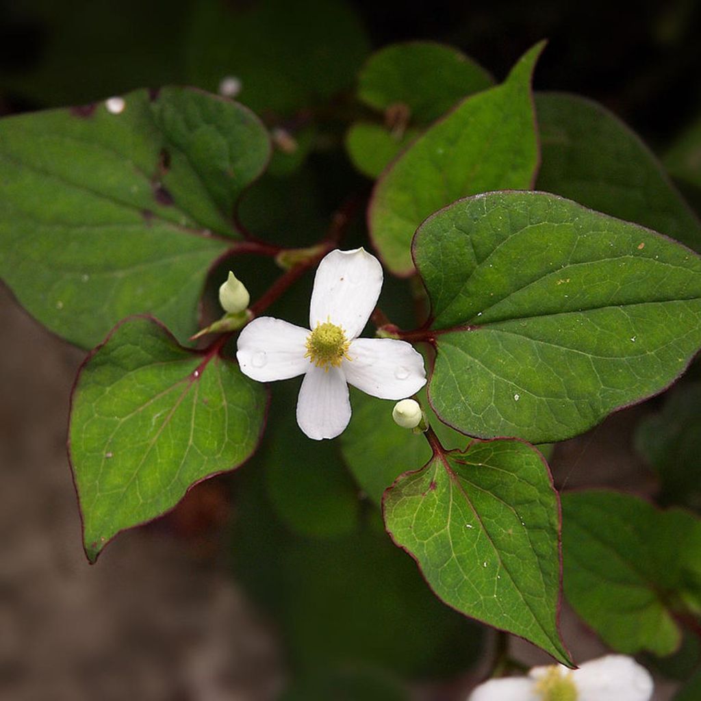 Houttuynia cordata 