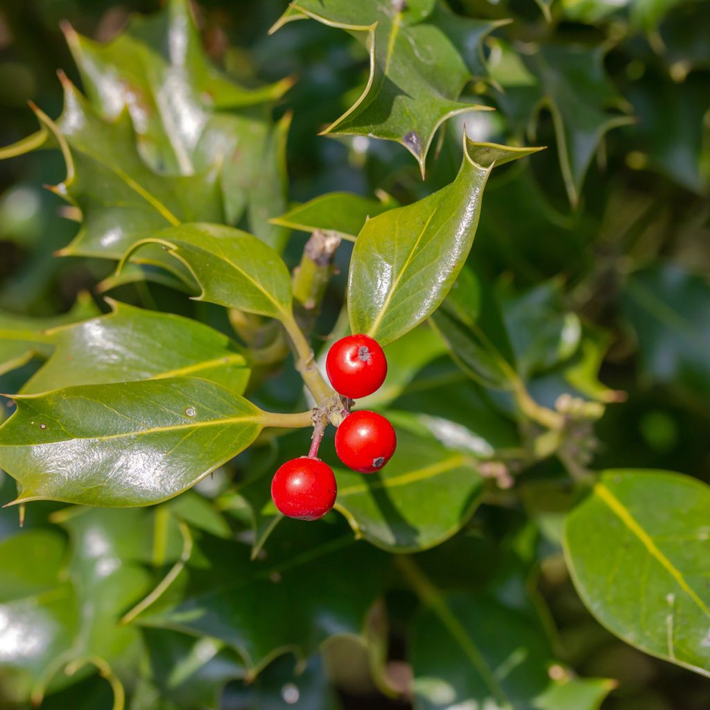 Ilex x meserveae Heckenfee - Blue Holly