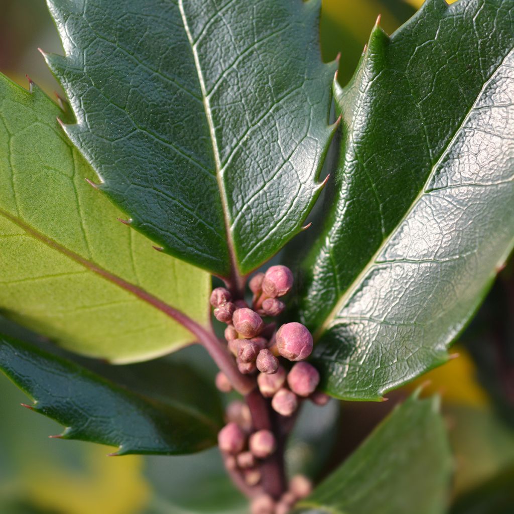American Holly - Ilex meserveae Blue Angel