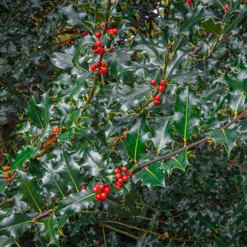 Ilex x meserveae Blue princess - Blue Holly