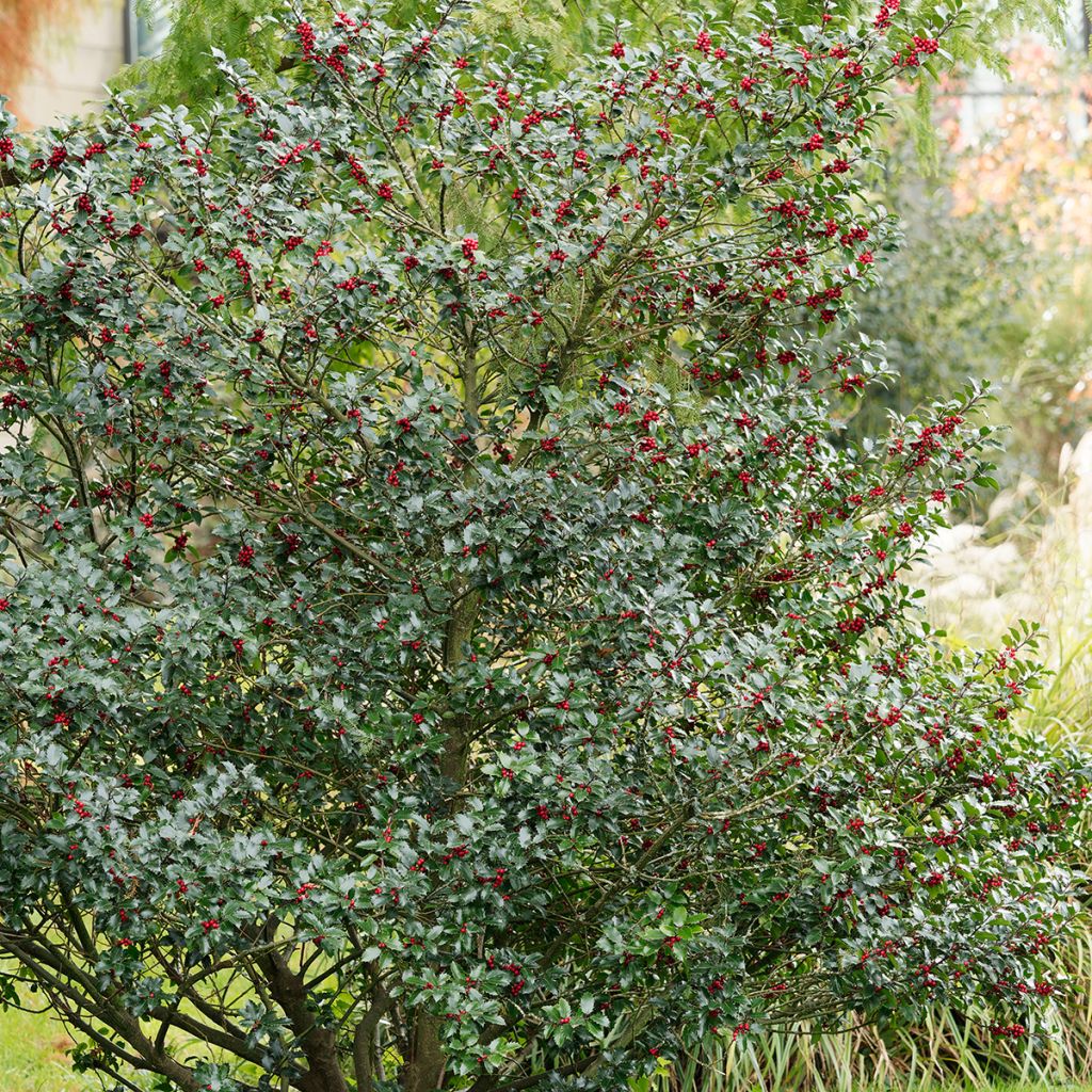 Ilex aquifolium Alaska - Common Holly