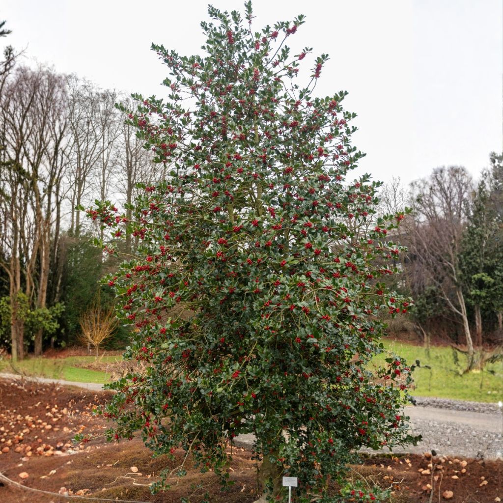 Ilex aquifolium - Common Holly