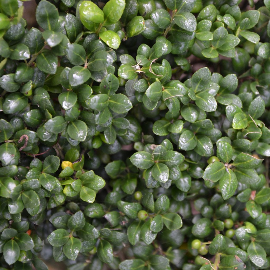 Crenate Holly - Ilex crenata Convexa