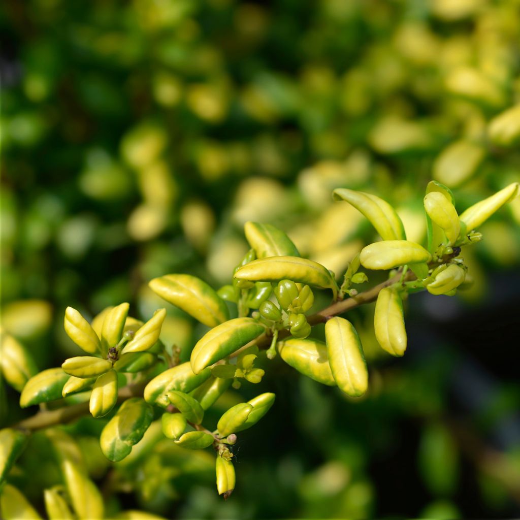 Ilex crenata Convexed Gold - Japanese Holly