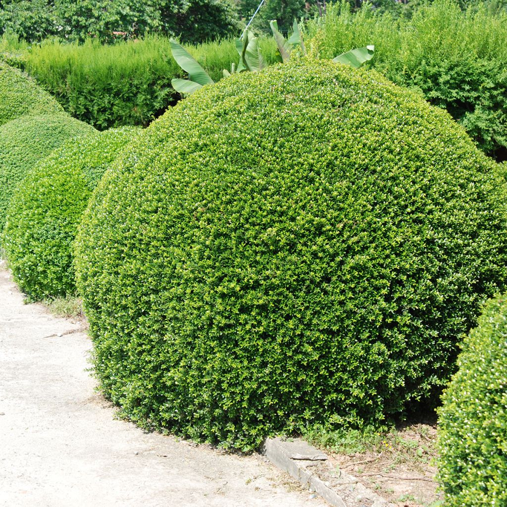 Ilex crenata Dark Green - Japanese Holly